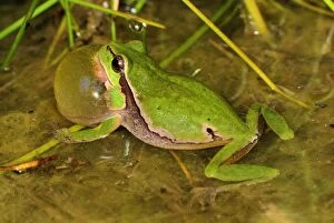 European Treefrog - calling (Hyla arborea)