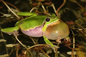 Croaking Prints: European Treefrog - calling - Switzerland