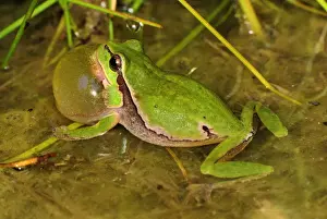 European Treefrog - calling - Switzerland
