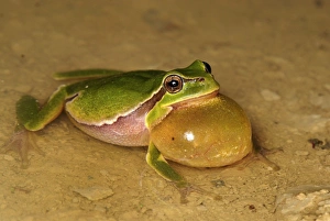 Images Dated 6th May 2007: European Treefrog - calling - Switzerland