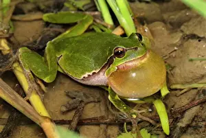 Reptiles And Amphibian Prints: European Treefrog - calling - Switzerland