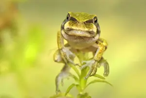 Tadpoles Prints: European Treefrog - between tadpole and frog - close-up of face - Switzerland