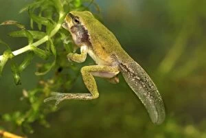 European Treefrog - between tadpole and frog (Hyla arborea)