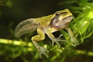 European Treefrog - between tadpole and frog (Hyla arborea)