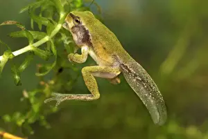 European Treefrog - between tadpole and frog - Switzerland