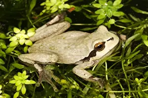 Amphbian Prints: European Treefrog - in water. Alsace - France
