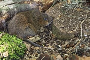 Images Dated 18th June 2009: European Water vole