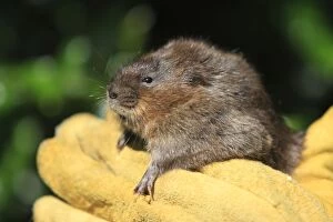 Images Dated 18th June 2009: European Water vole - being held