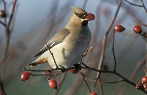 Images Dated 26th October 2004: European Waxwing