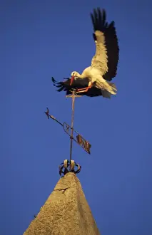 European White Stork - Landing on weather vane Spain
