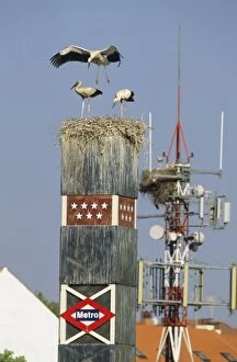 European White Stork - nest on Metro sign