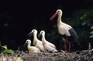 European White Stork - on nest with young