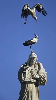 European White Stork - on statue of Jesus