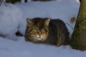 Sva 051217 Gallery: European Wild Cat - adult cat in winter - Germany