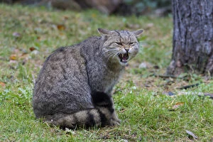 Sva 051217 Gallery: European Wild Cat - adult cat yawning - Germany