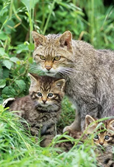 European Wild Cat - adult and kittens