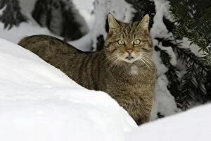 European Wild Cat - alert, standing in deep snow in winter