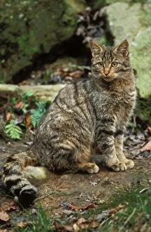 Images Dated 14th June 2004: European Wild Cat Kitten