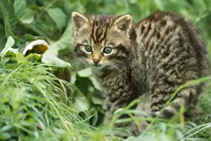 European Wild Cat - kittens