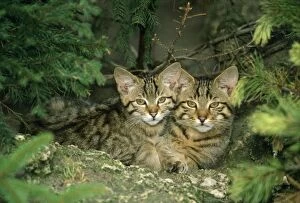 European Wild Cat KITTENS - cheek to cheek
