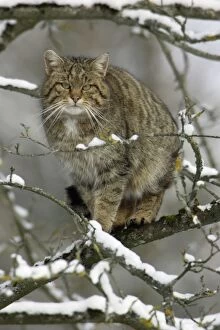 European Wild Cat - Sitting in tree. Winter