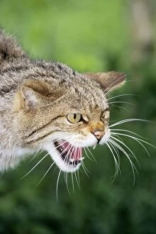European Wild Cat - snarling, close-up
