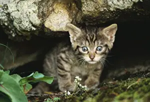 Nervous Prints: European Wild Cat Spain