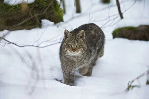 Images Dated 11th February 2019: European Wild Cat - walking through snow covered forest, North Hessen, Germany Date: 11-Feb-19