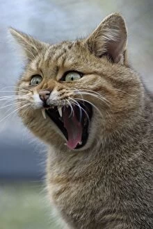 Fangs Gallery: European WILD CAT - yawning
