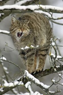European Wild Cat - Yawning and stretching in tree. Winter