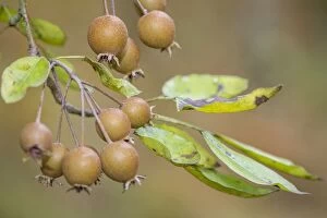 Images Dated 21st October 2014: European Wild Pear fruits on tree