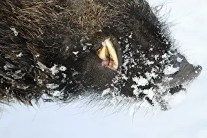 European Wild Pig / Boar - male - detailed study showing snout and tusks - in winter - Hessen- Germany