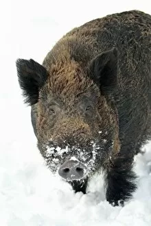 Wild Pigs Gallery: European Wild Pig / Boar - male - portrait