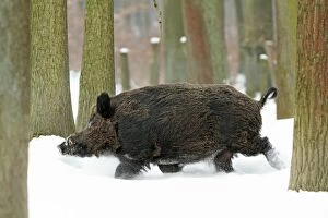 European Wild Pig / Boar - male running through snow covered forest