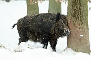 European Wild Pig / Boar - male scratching head against tree stem - in snow covered forest - Hessen - Germany