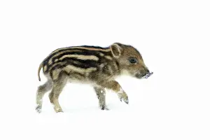 European Wild Pig / Boar - piglet in snow - Hessen - Germany