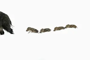 Following Prints: European Wild Pig / Boar - four piglets following sow in deep snow - Hessen - Germany