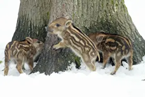 European Wild Pig / Boar - three piglets playing at base of tree stem - in winter - Hessen - Germany