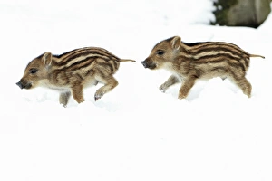 Wild Pigs Gallery: European Wild Pig / Boar - two piglets running through snow