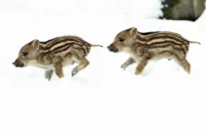 Pigs Prints: European Wild Pig / Boar - two piglets running through snow - Hessen - Germany