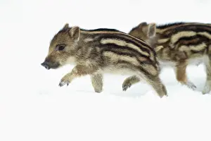 European Wild Pig / Boar - two piglets in snow - Hessen - Germany