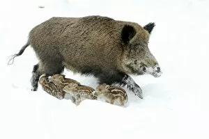 Wild Pigs Gallery: European Wild Pig / Boar - sow alert with piglets in snow