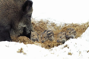 European Wild Pig / Boar - sow with baby piglets in straw nest European Wild Pig / Boar - sow with baby piglets in straw nest