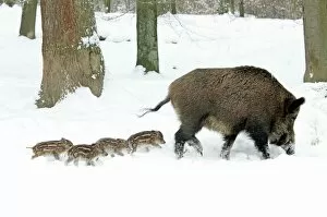 Wild Pigs Gallery: European Wild Pig / Boar - sow leading her four piglets though snow covered forest