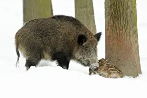 European Wild Pig / Boar - sow with piglets - winter - Hessen - Germany