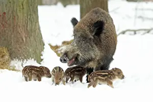 European Wild Pig / Boar - sow with piglets - winter - Hessen - Germany
