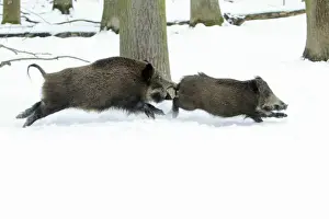 European Wild Pig / Boar - two sows chasing each other through snow covered forest - Hessen - Germany