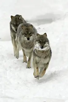 Leadership Prints: European Wolf - 1 animal with a bone being chased by 2 others through the snow