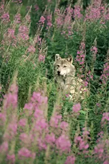 European Wolf