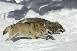 European Wolf - 2 animals hunting in snow, winter